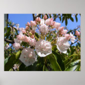 Mountain Laurel 46 ~ print (Voorkant)