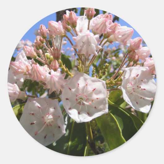 Mountain Laurel 46 ~ sticker (Voorkant)