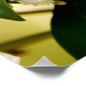 Mountain Laurel blooms Poster (Hoek)