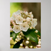 Mountain Laurel blooms Poster (Voorkant)