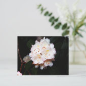 Mountain Laurel Briefkaart (Staand voorkant)