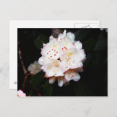 Mountain Laurel Briefkaart (Voorkant / Achterkant)