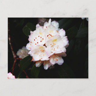 Mountain Laurel Briefkaart