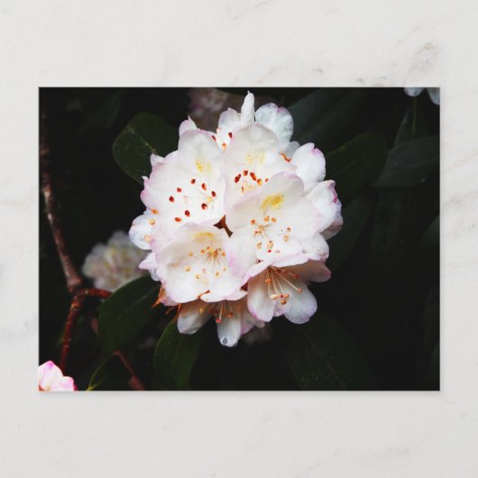 Mountain Laurel Briefkaart (Voorkant)