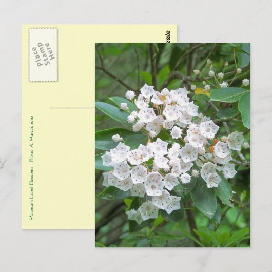Mountain Laurel Flowers Briefkaart (Voorkant / Achterkant)