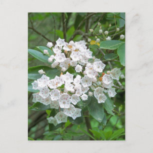Mountain Laurel Flowers Briefkaart