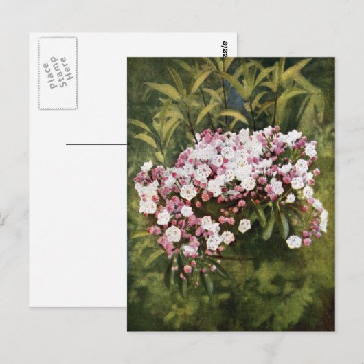 Mountain Laurel Flowers Briefkaart (Voorkant / Achterkant)