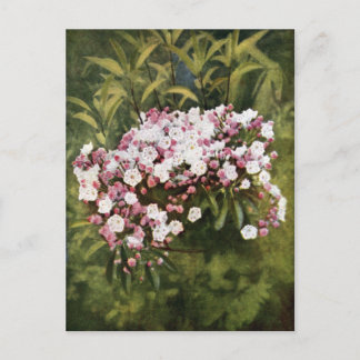 Mountain Laurel Flowers Briefkaart