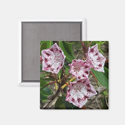 Mountain Laurel Flowers Magnet (Voorkant / Achterkant)