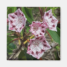 Mountain Laurel Flowers Magnet