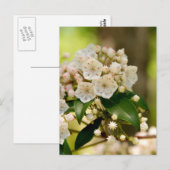 Mountain Laurel in bloom Briefkaart (Voorkant / Achterkant)