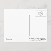 Mountain Laurel in bloom Briefkaart (Achterkant)