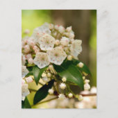 Mountain Laurel in bloom Briefkaart (Voorkant)
