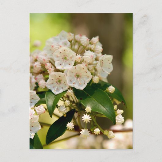 Mountain Laurel in bloom Briefkaart (Voorkant)