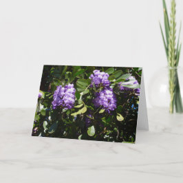 Mountain Laurel in het zonlicht Kaart