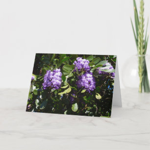 Mountain Laurel in het zonlicht Kaart