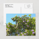 Mountain Laurel in Spring Briefkaart (Voorkant / Achterkant)