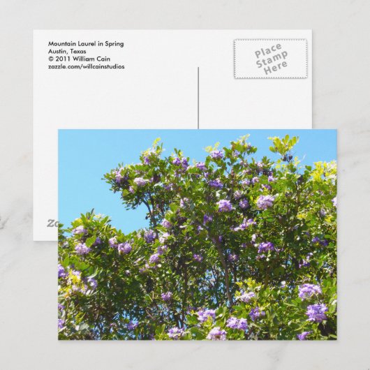 Mountain Laurel in Spring Briefkaart (Voorkant / Achterkant)