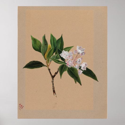 Mountain Laurel (Kalmia latifolia) Poster (Voorkant)