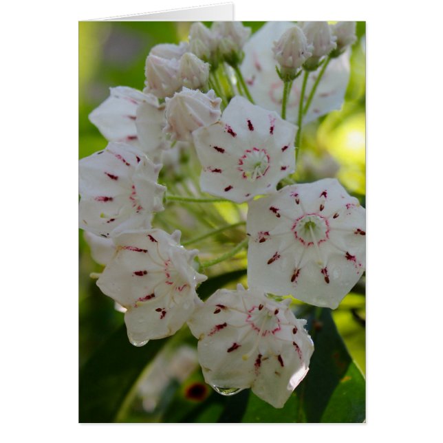 Mountain Laurel na de regen (Voorkant)