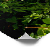 Mountain Laurel op Sunrise Poster (Hoek)