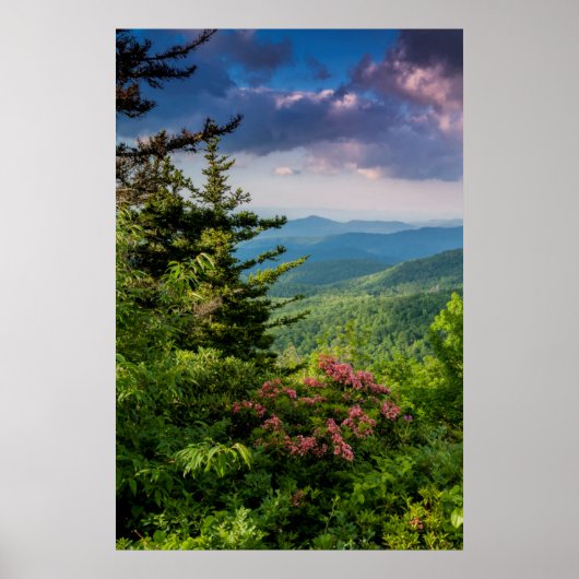 Mountain Laurel op Sunrise Poster (Voorkant)