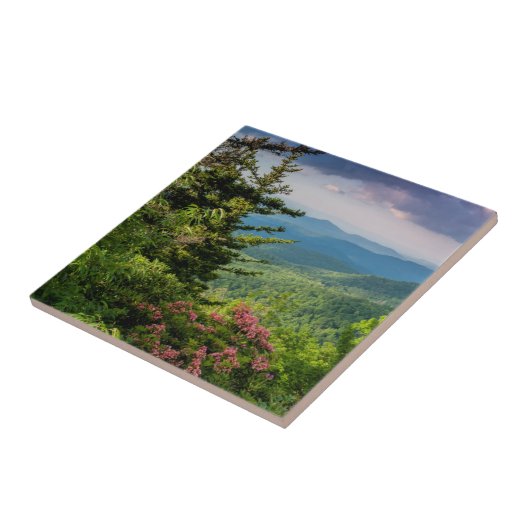 Mountain Laurel op Sunrise Tegeltje (Zijkant)