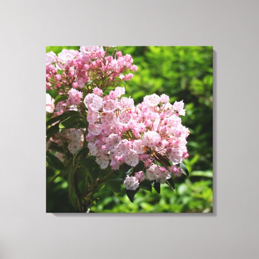  Mountain Laurel Pink Flowers Canvas (Voorkant)