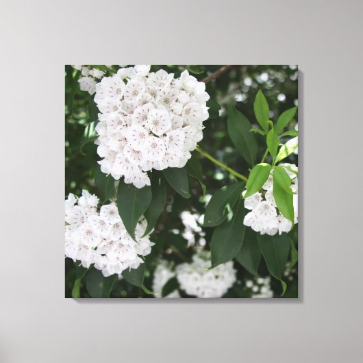  Mountain Laurel White Flowers Canvas Afdruk (Voorkant)