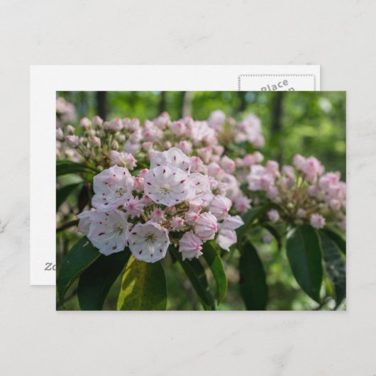 Mountain Laurel Wildflower Briefkaart (Voorkant / Achterkant)