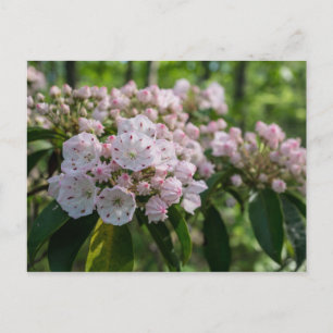 Mountain Laurel Wildflower Briefkaart