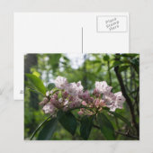 Mountain Laurel Wildflower Briefkaart (Voorkant / Achterkant)