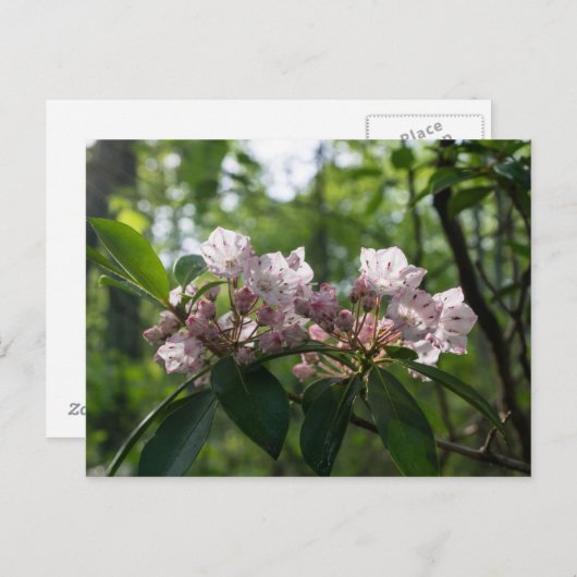 Mountain Laurel Wildflower Briefkaart (Voorkant / Achterkant)