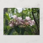 Mountain Laurel Wildflower Briefkaart (Voorkant)