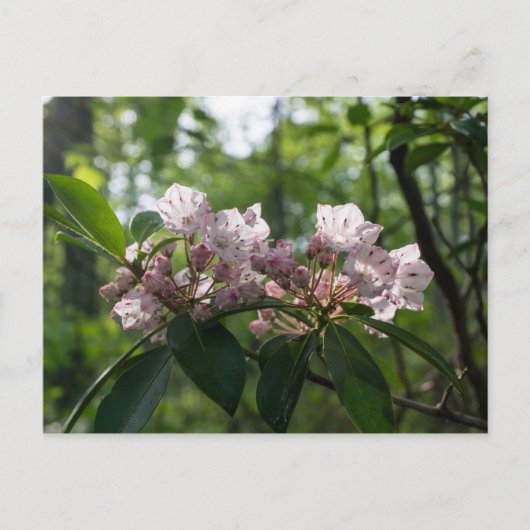 Mountain Laurel Wildflower Briefkaart (Voorkant)