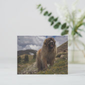 Mountain Leonberger Briefkaart (Staand voorkant)
