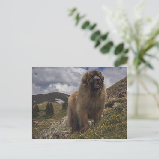 Mountain Leonberger Briefkaart (Staand voorkant)
