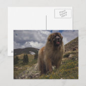 Mountain Leonberger Briefkaart (Voorkant / Achterkant)