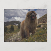 Mountain Leonberger Briefkaart (Voorkant)