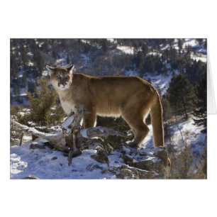Mountain Lion