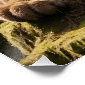 Mountain Lion bij een Rock Pool Perfect Poster (Hoek)