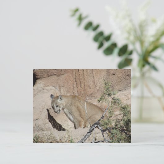 Mountain Lion Briefkaart (Staand voorkant)