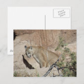 Mountain Lion Briefkaart (Voorkant / Achterkant)