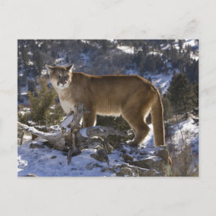 Mountain Lion Briefkaart