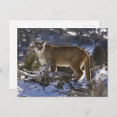 Mountain Lion Briefkaart (Voorkant / Achterkant)