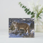 Mountain Lion Briefkaart (Staand voorkant)