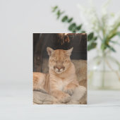 Mountain Lion Briefkaart (Staand voorkant)
