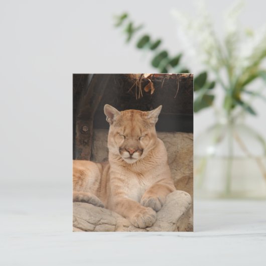 Mountain Lion Briefkaart (Staand voorkant)