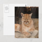 Mountain Lion Briefkaart (Voorkant / Achterkant)
