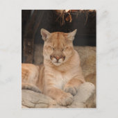 Mountain Lion Briefkaart (Voorkant)